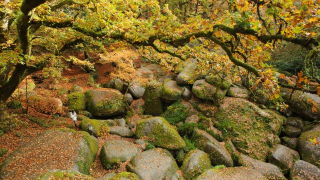 Le chaos granitique de la forêt de Huelgoat à l'automne : le Ménage de la Vierge