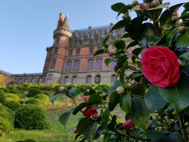 Trevarez En Camelia 2019 Jean Philippe Rivier (cdp29) Domaine De Trevarez